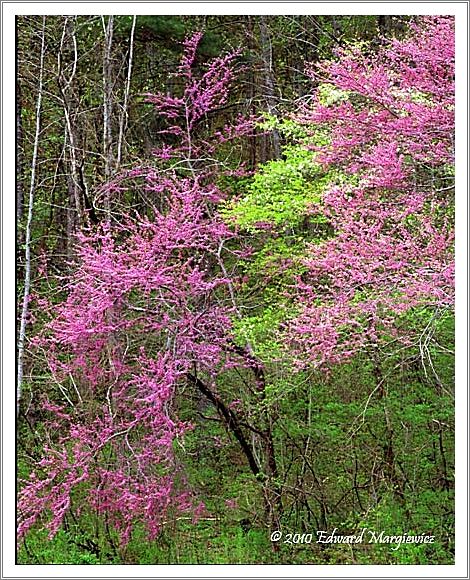 450669   Dogwoods growing in the wild creating a montage of colors